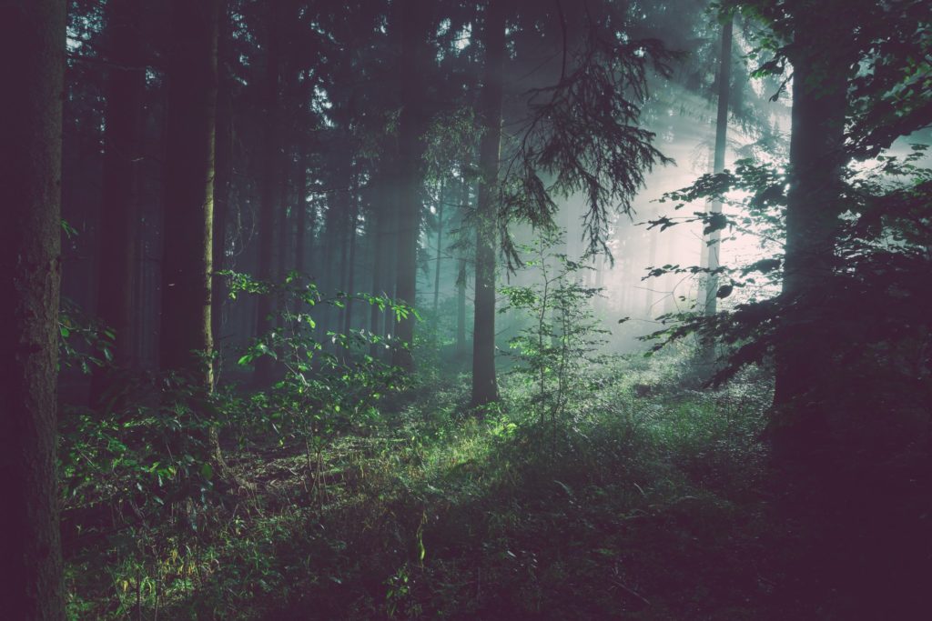 Rewild Image