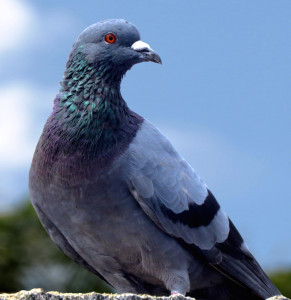 Image by Raghunath via Flickr Commons