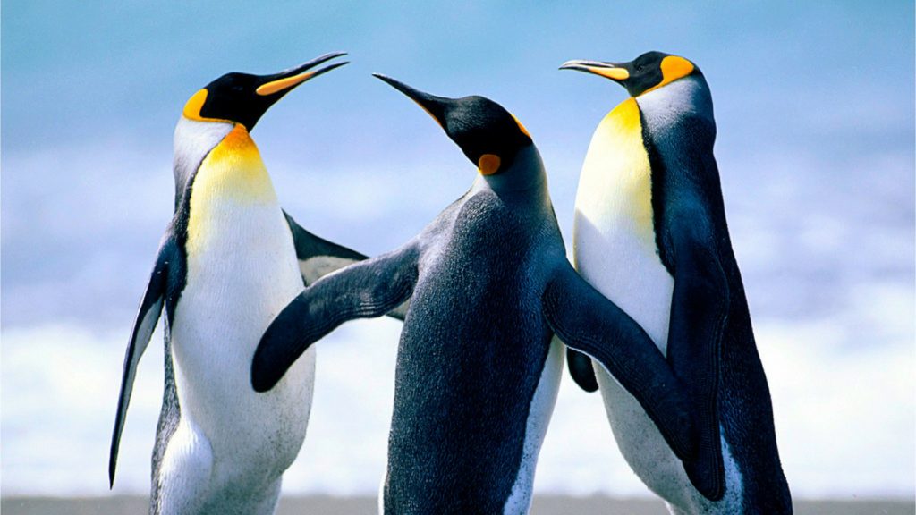 Penguins cropped